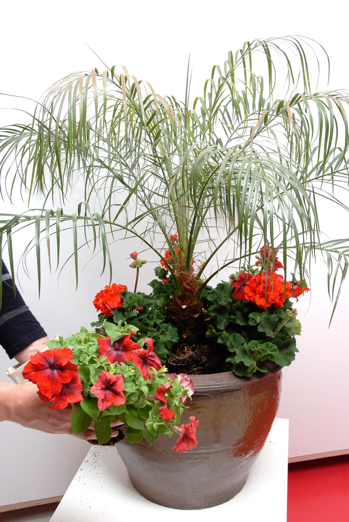 Composición con Palmera de Roebelen, Geranios y Petunias p4