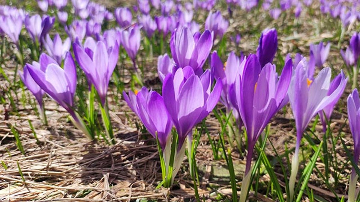 flor de azafran noviembre