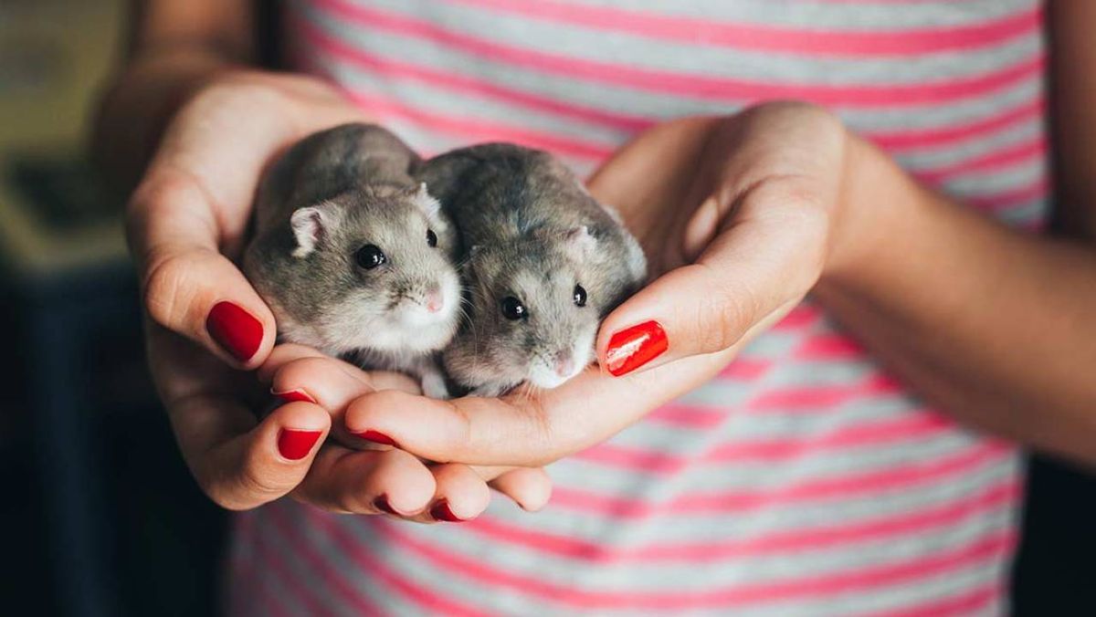 se puede tener dos hamsters rusos juntos 3 (1)
