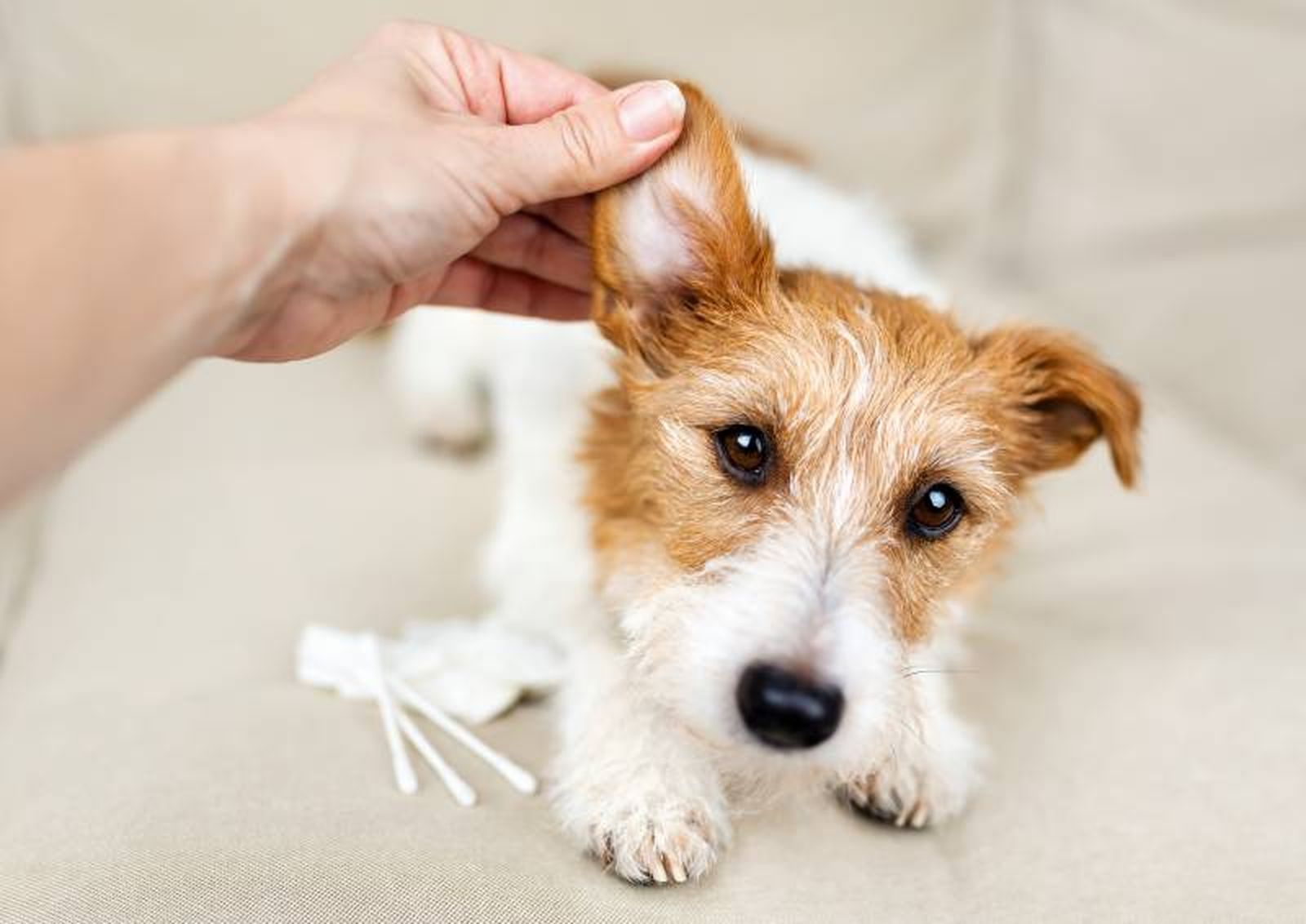 Revisa las orejas de tu perro una vez a la semana y límpiaselas de forma mensual