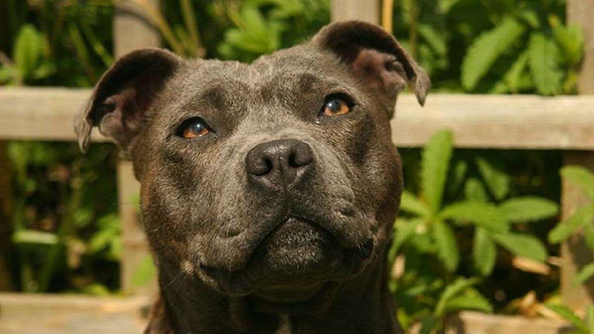 staffie