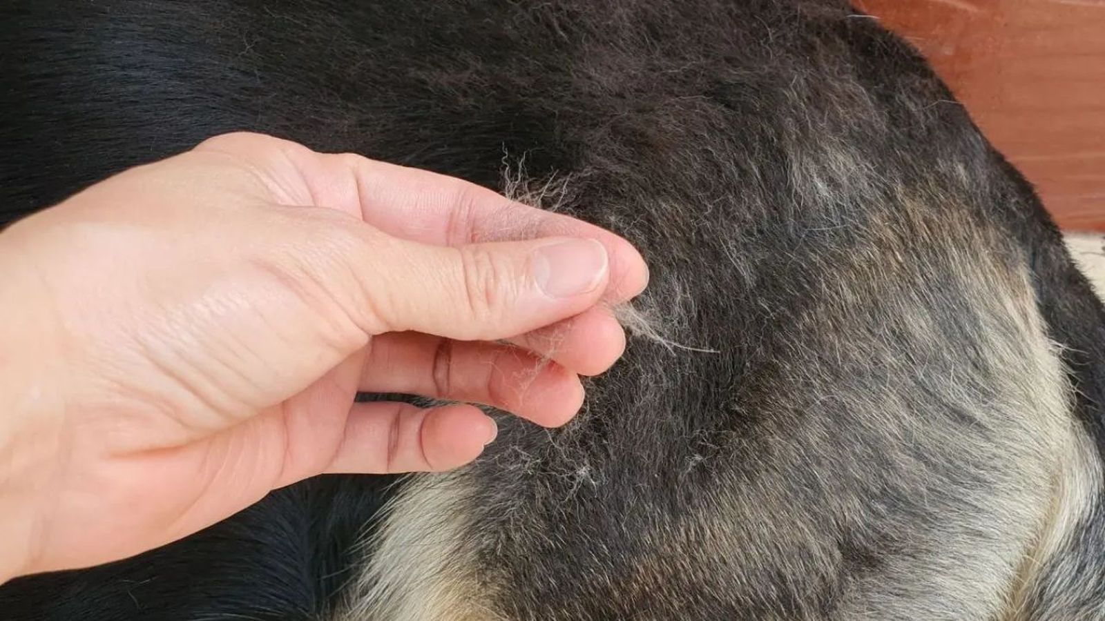 a mi perro se le cae mucho el pelo ok