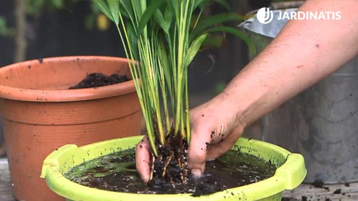 como recuperar una planta con exceso de riego en su cepellon xl brico 1010 jardinatis