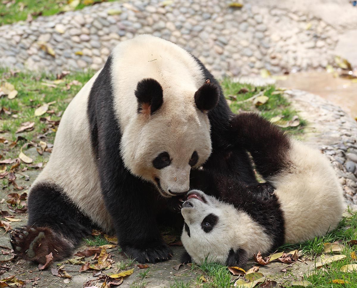 madres reino animal osos panda