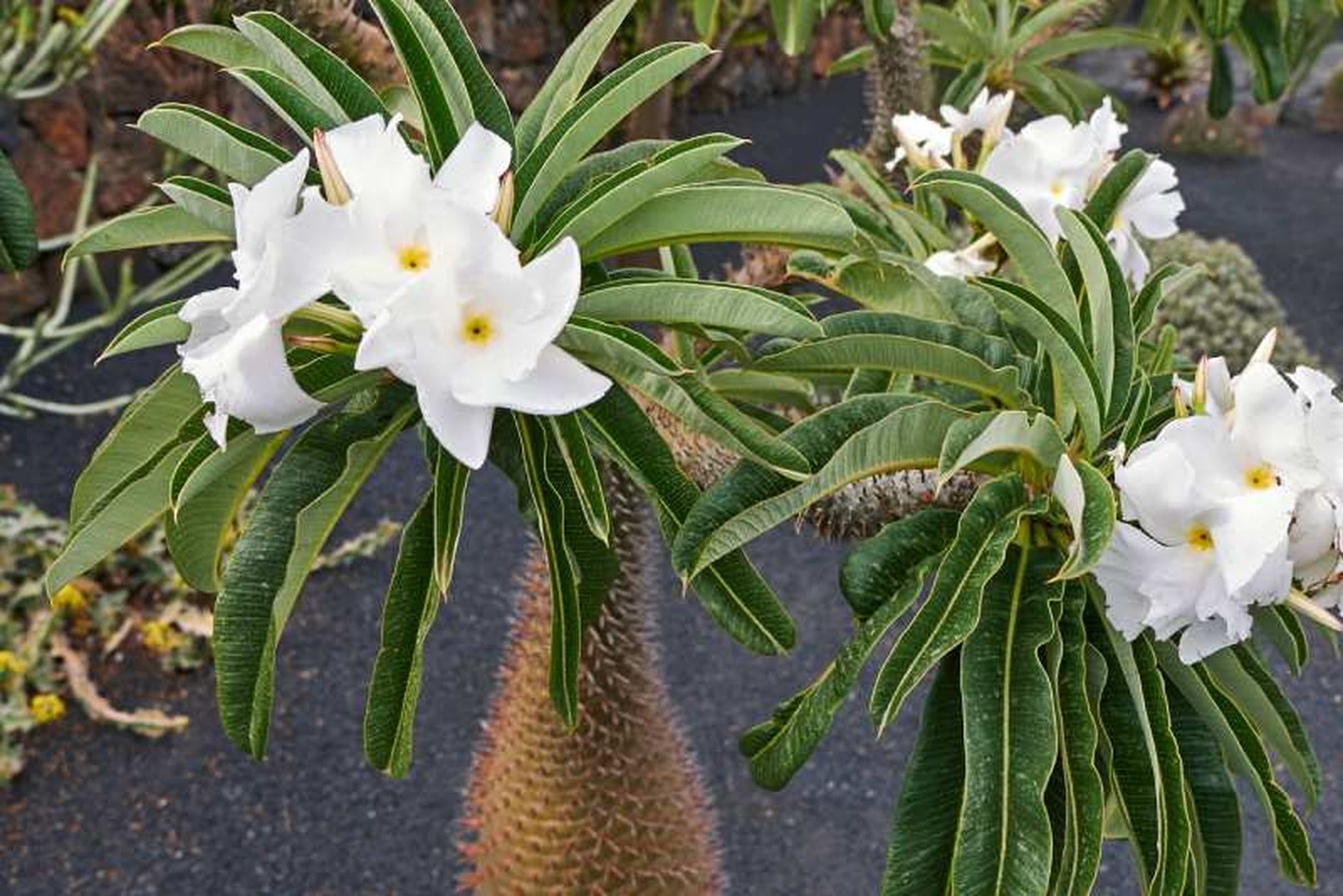 Pachypodium lamerei.