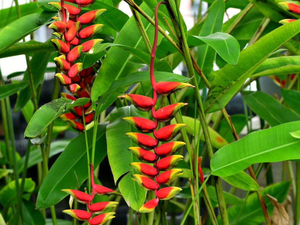 Heliconia rostrata.