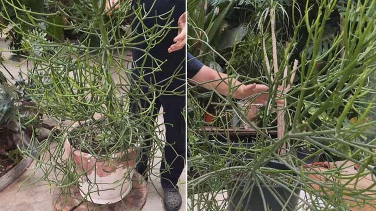 variedades de euphorbia tirucalli jardinatis 20