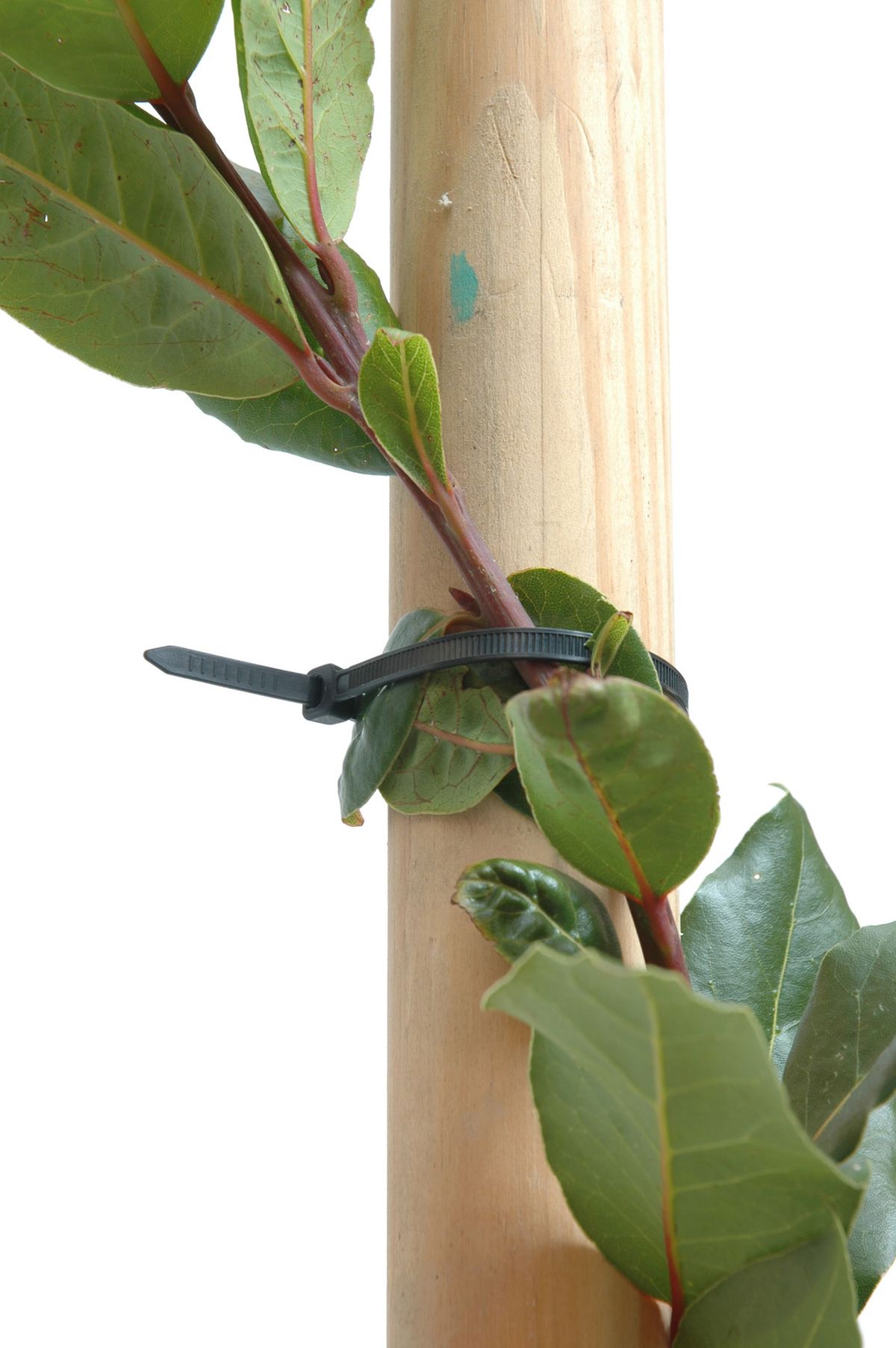 Cómo conseguir que el laurel tenga el tronco en espiral paso 4