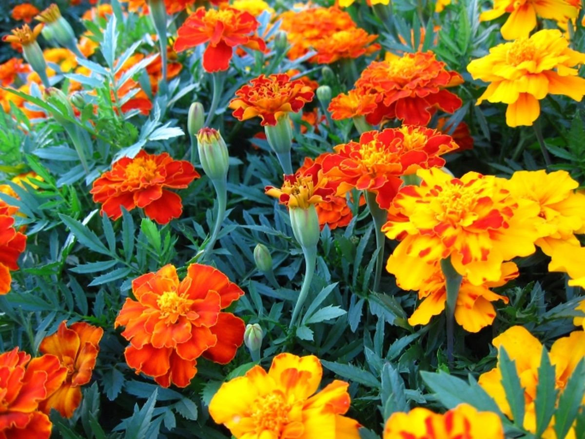 Parterre con flor de temporada