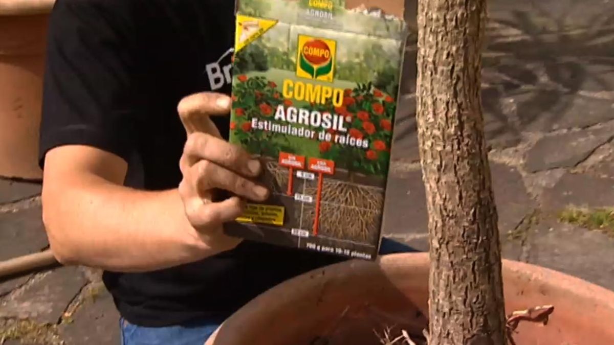 brico jardin 616 poda de raices dracena marginata estimulador