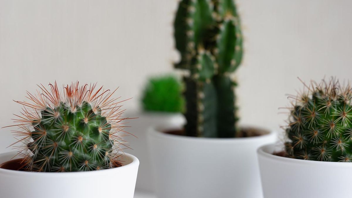 maceteros cermica plantas crasas xl