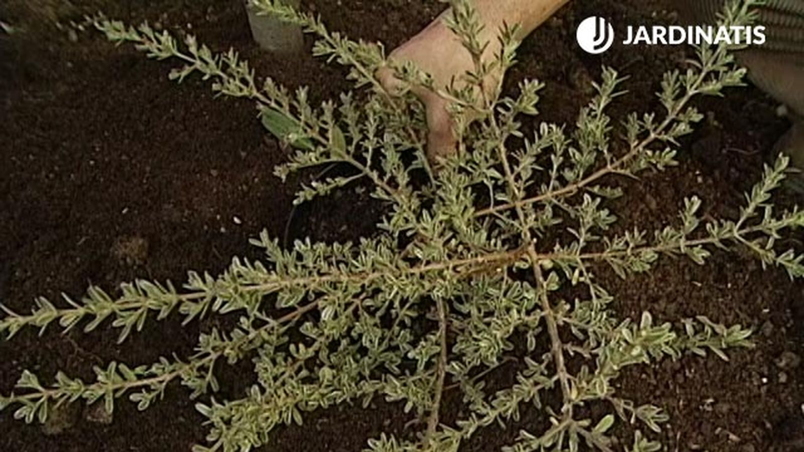 Coprosma kirkii variegata brico 357