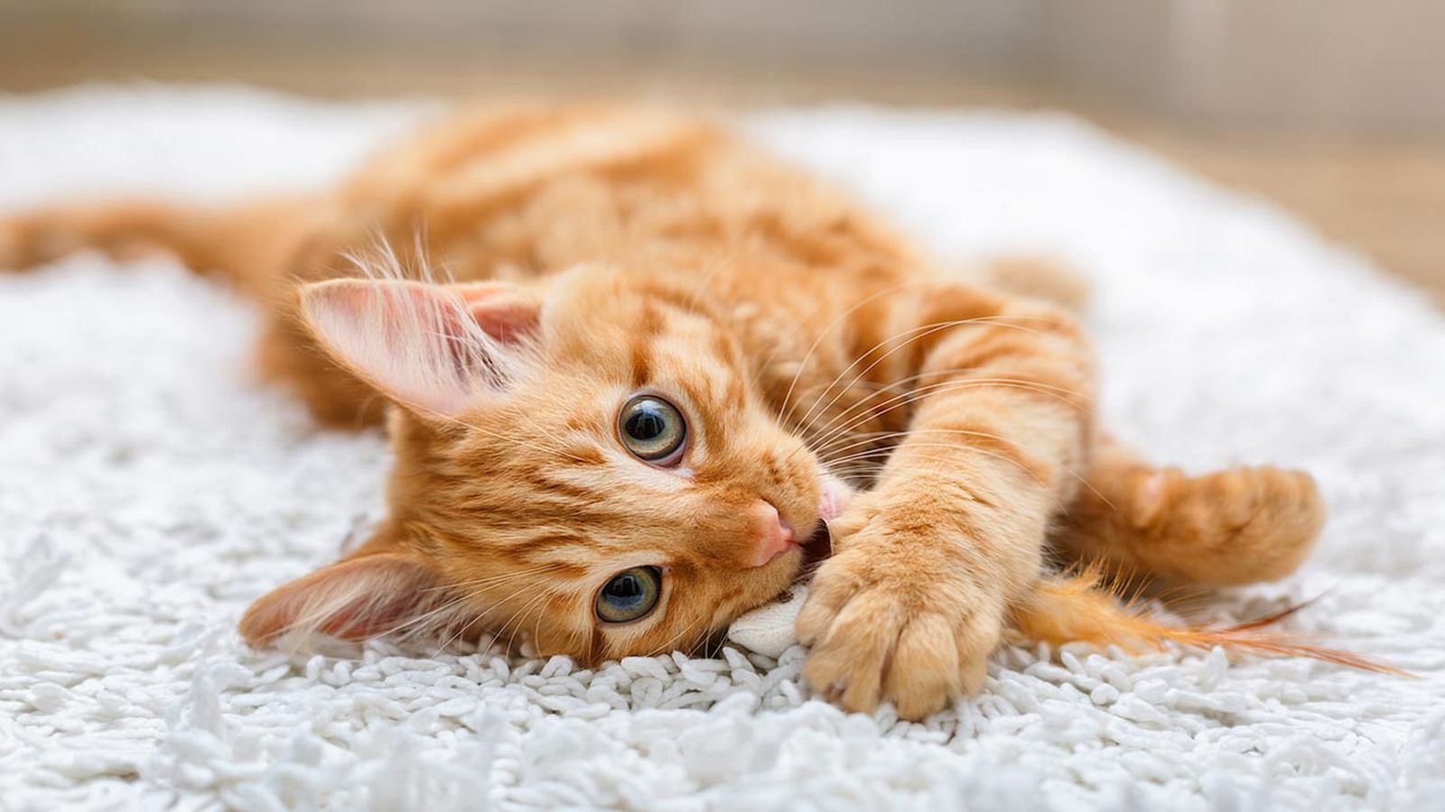 nombres para gatos naranjas