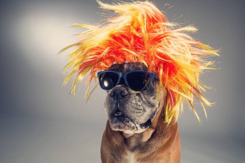 Limita la exposición de tu perro a diferentes eventos ruidosos y concurridos.