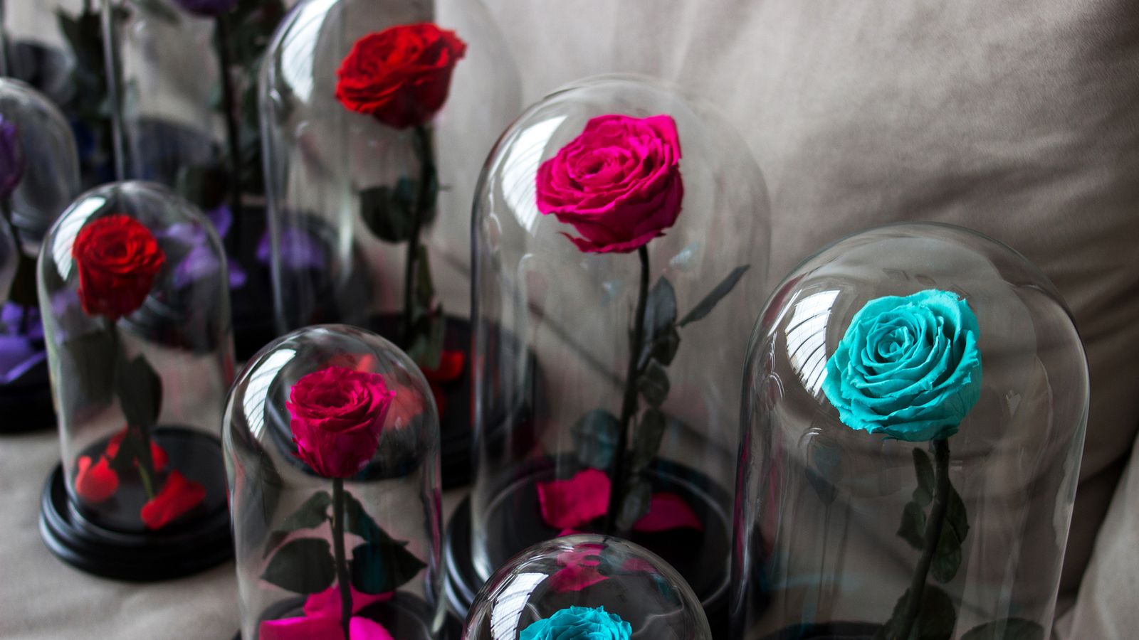 rosas preservadas colores