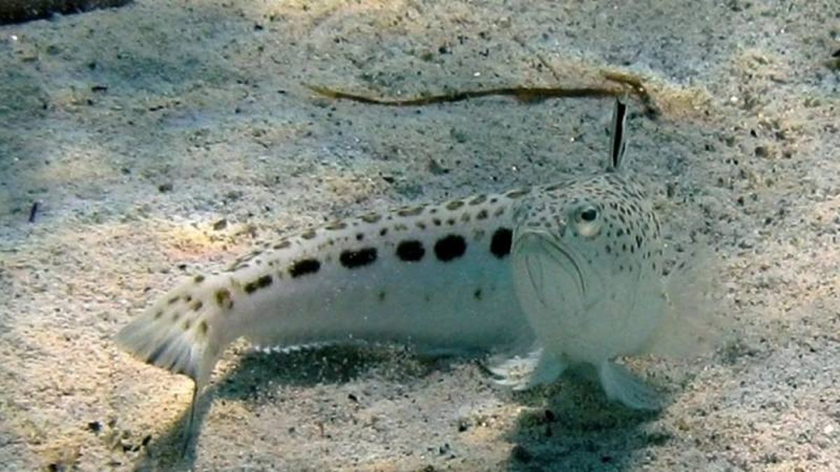 Limpia la herida con jabón y agua, así disminuirás el riesgo de padecer cualquier tipo de infección.