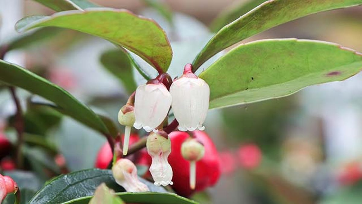 flores arbusto gaultheria procumbens