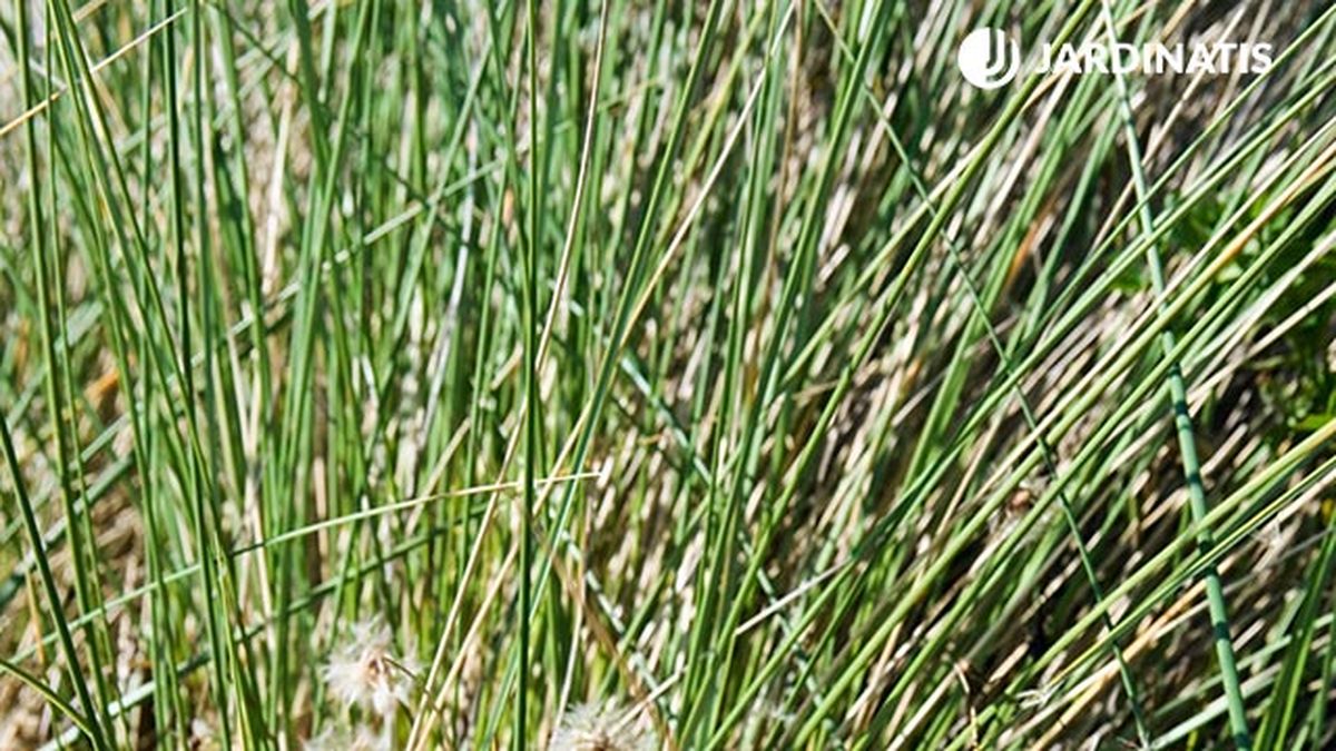 poda de las gramineas xl