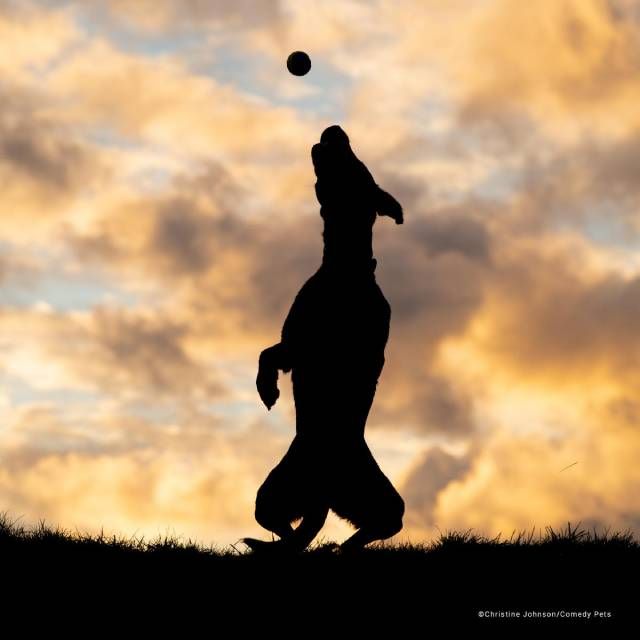 finalista17 premios fotografia Comedy Pet Photo Awards 2023
