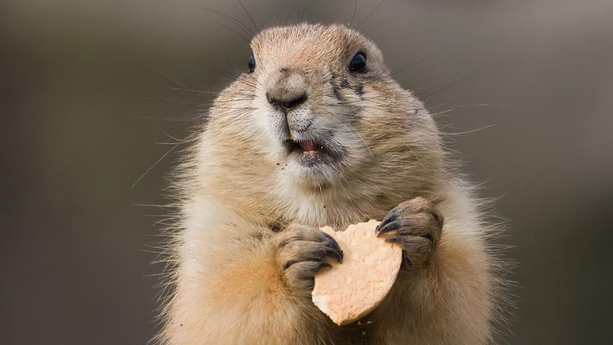 Cada 2 de febrero se celebra el Día de la Marmota.