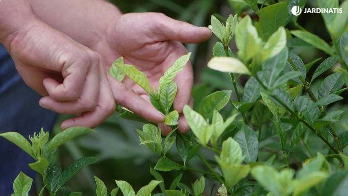 Gardenia con clorosis férrica