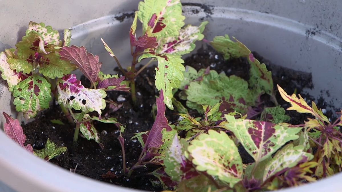 brico0963 3 esquejar coleos sustrato