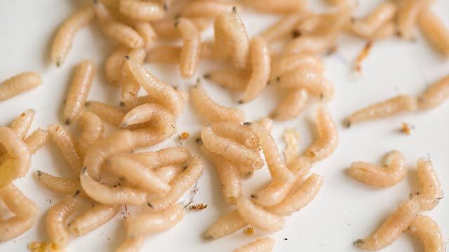 como eliminar los gusanos blancos del suelo cocina casa