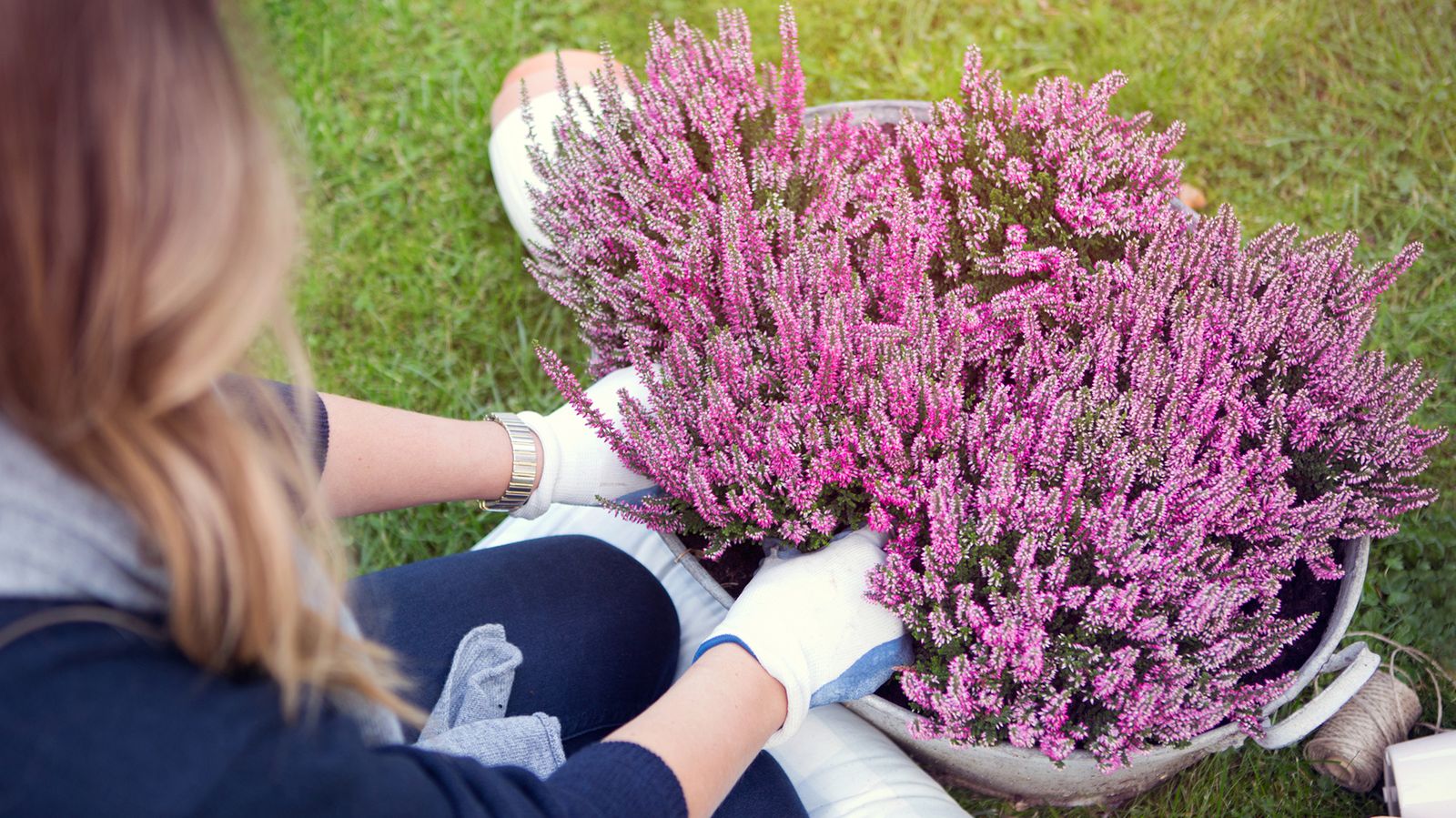 SEGUROLAFB Brezo hojas secas