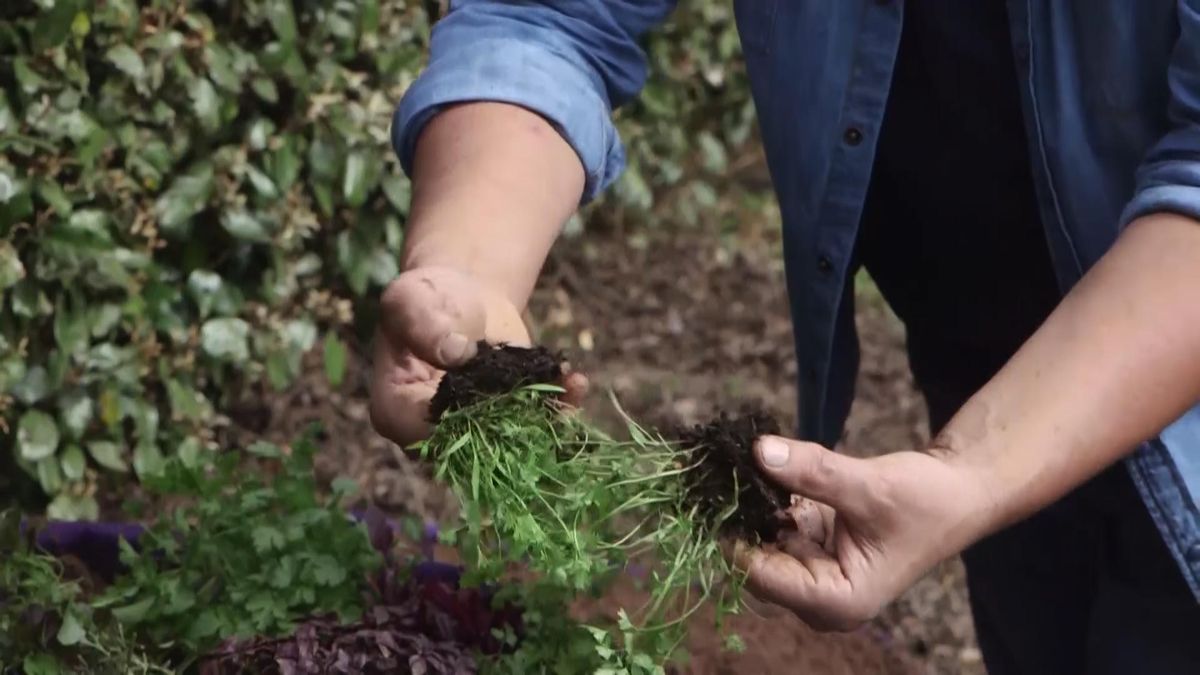 brico 988 cultivar planta seprando raices