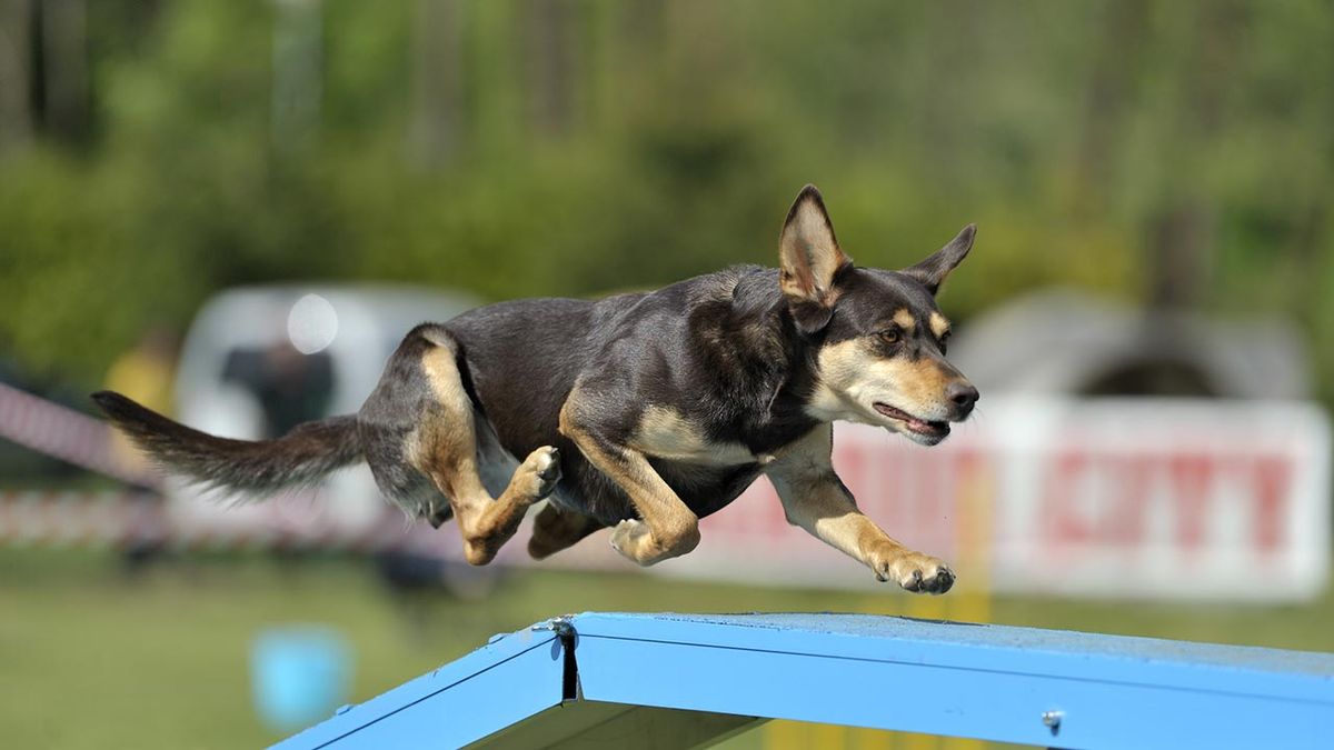 kelpie australiano 2