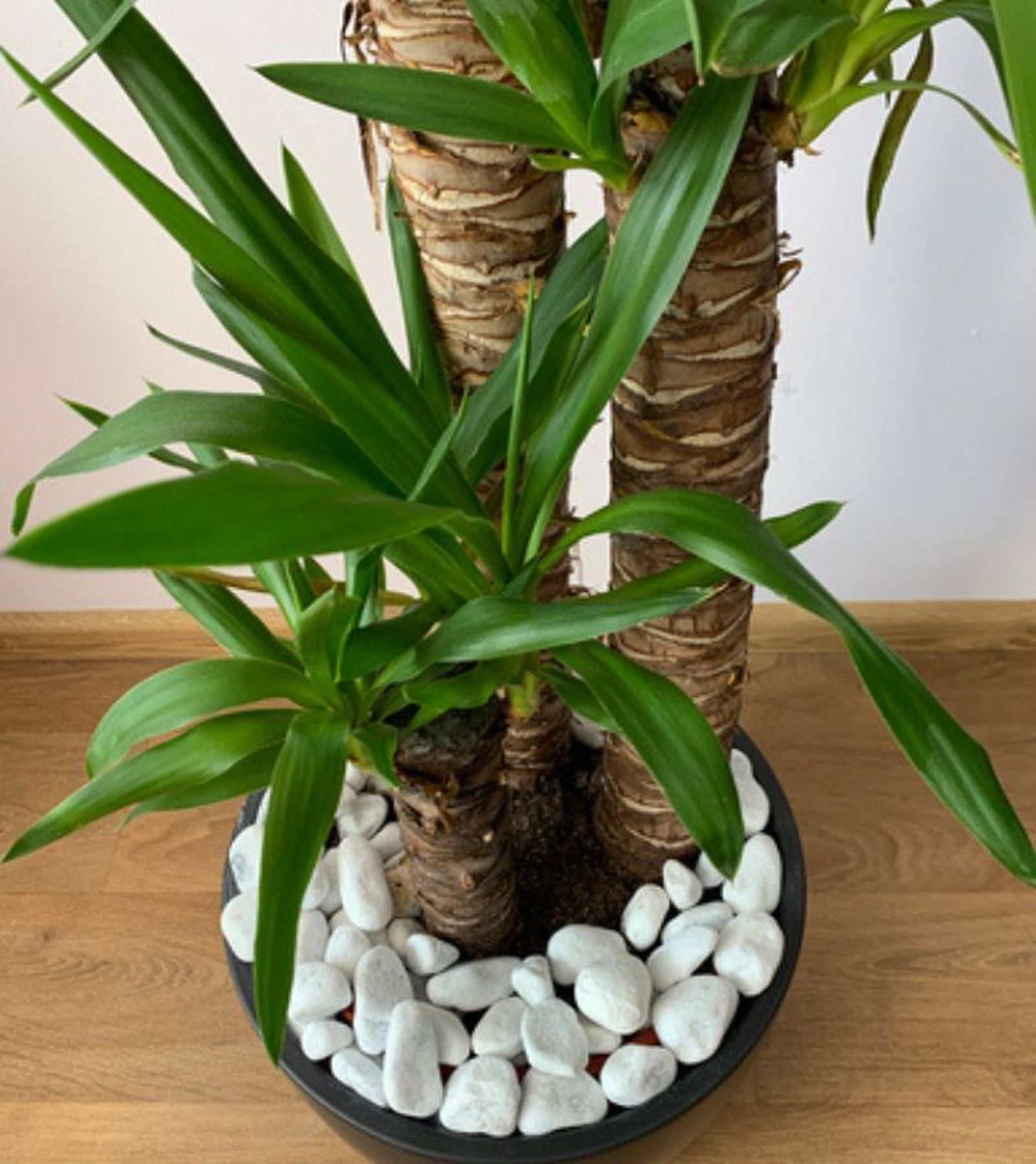 tallos de la planta yuca