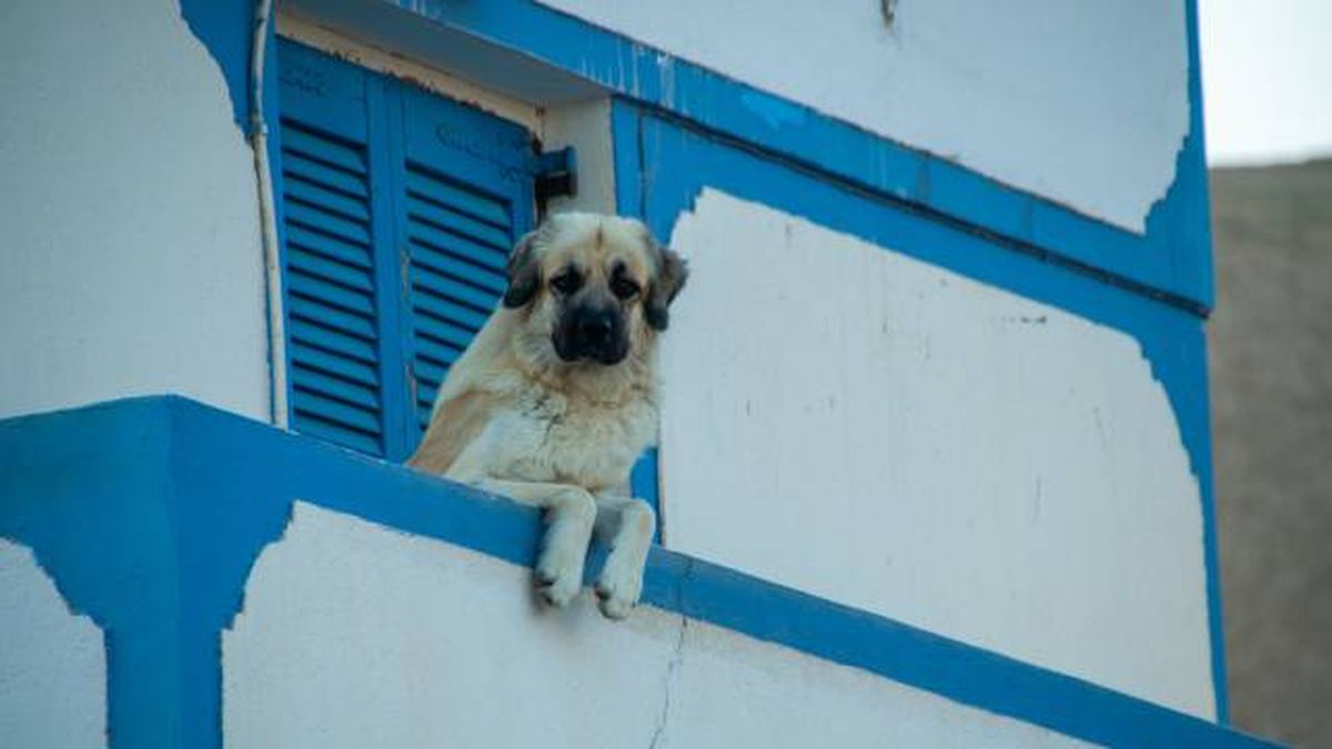 prohibicion mantener a perros en terrazas balcones garajes