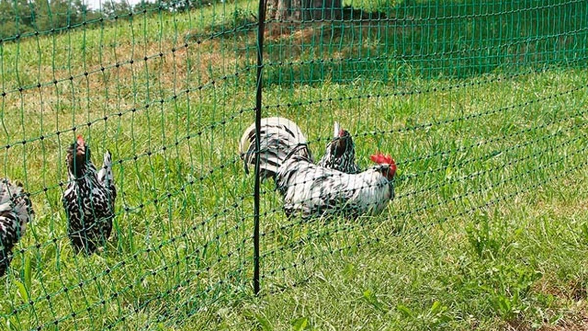 complementos ideales gallinero perfecto 2 malla gallinas
