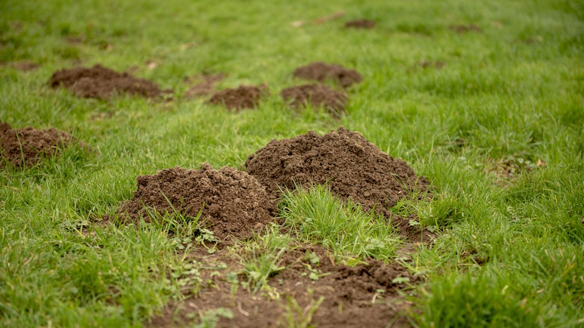 cesped en mal estado