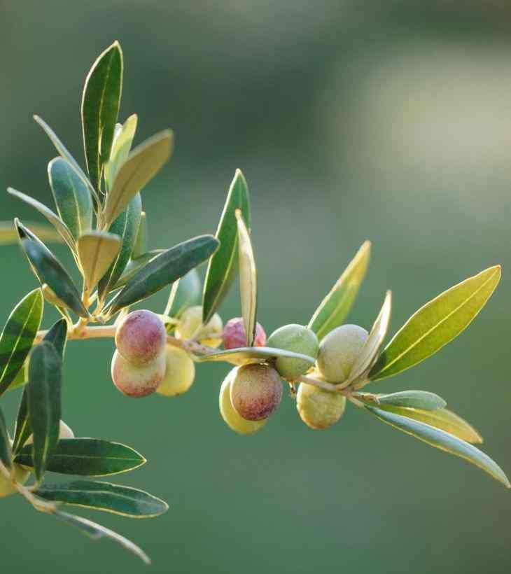 ramas de olivo arbequina