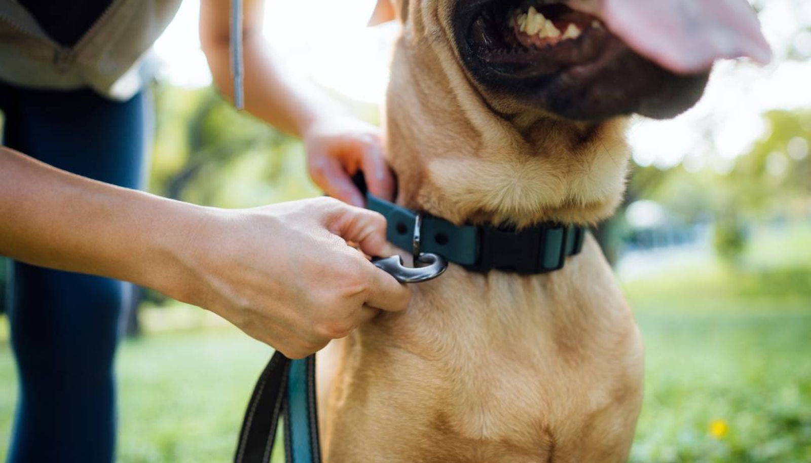 arnes ortopedico perros xl