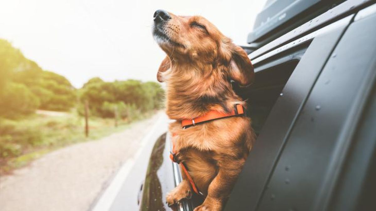 viajar con perro en el puente de diciembre 3