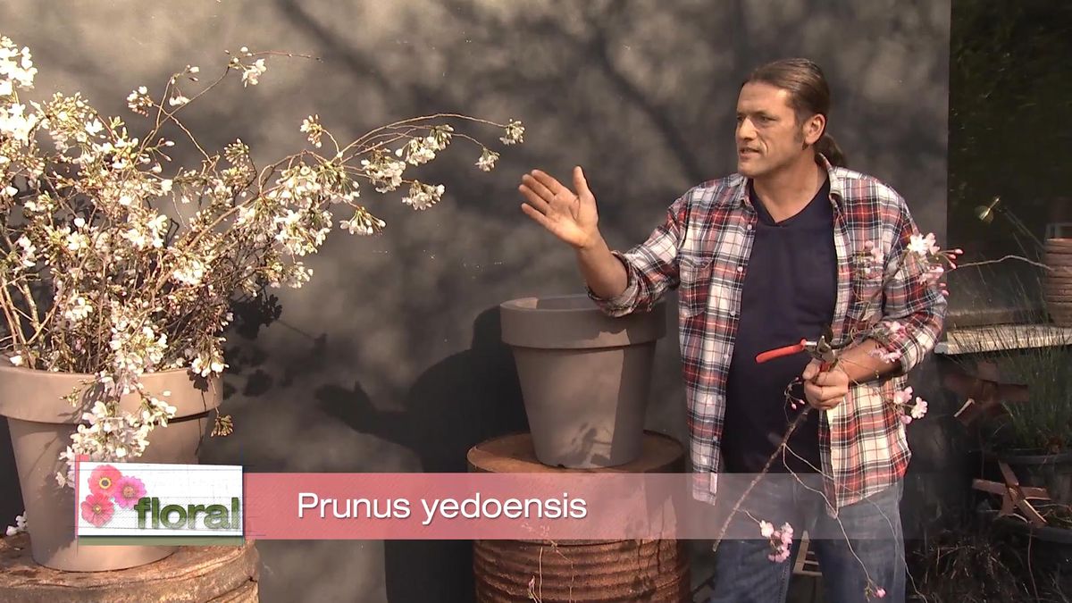 Deco728 jardineria cerezo prunus yedoensis