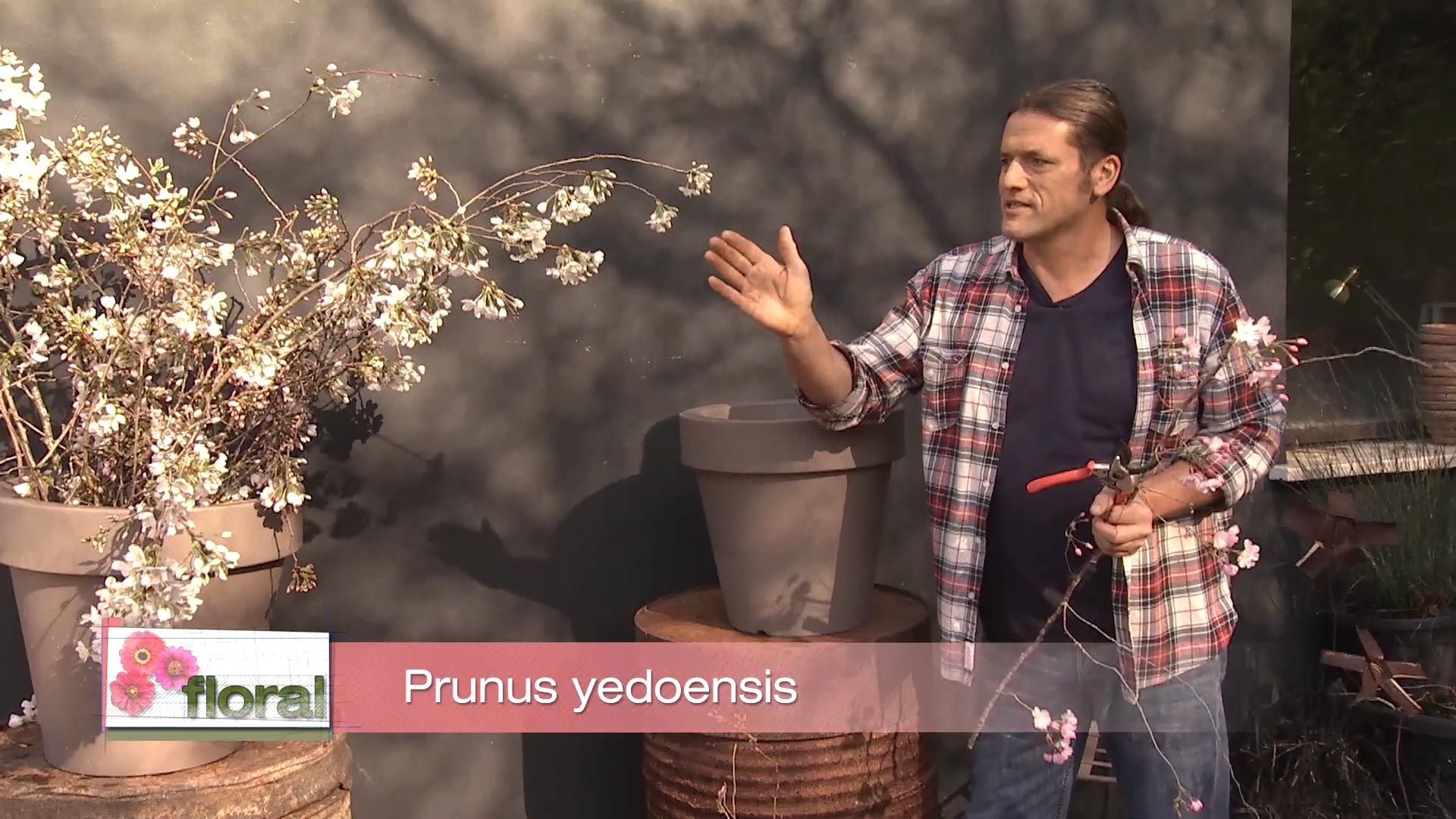Deco728 jardineria cerezo prunus yedoensis