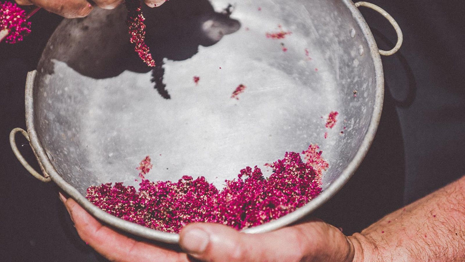 brico 1005 jardin cosecha semillas otono xl