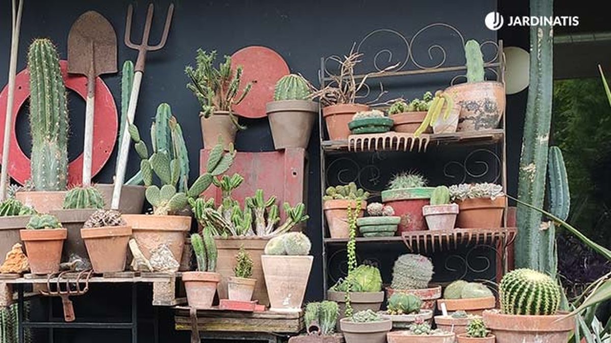 colección de cactus de iñigo segurola