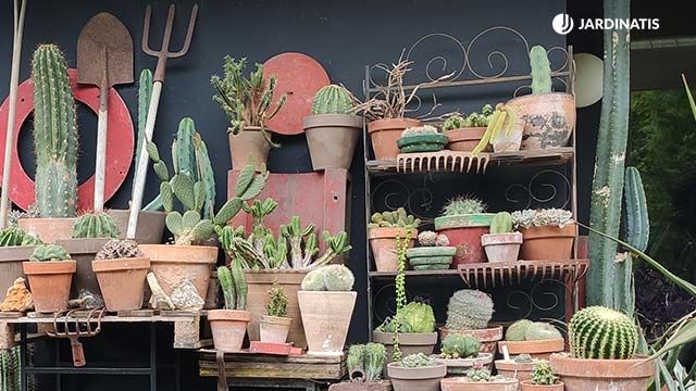 colección de cactus de iñigo segurola
