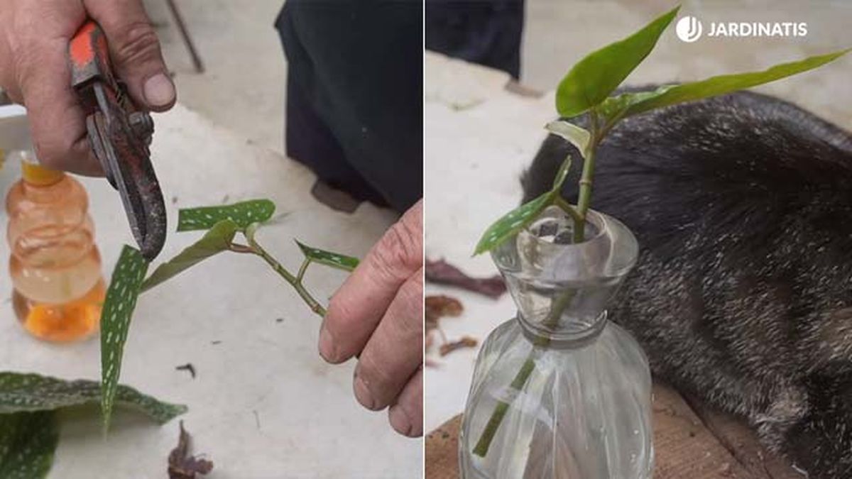 como reproducir begonias mediante esquejes de tallo jardinatis