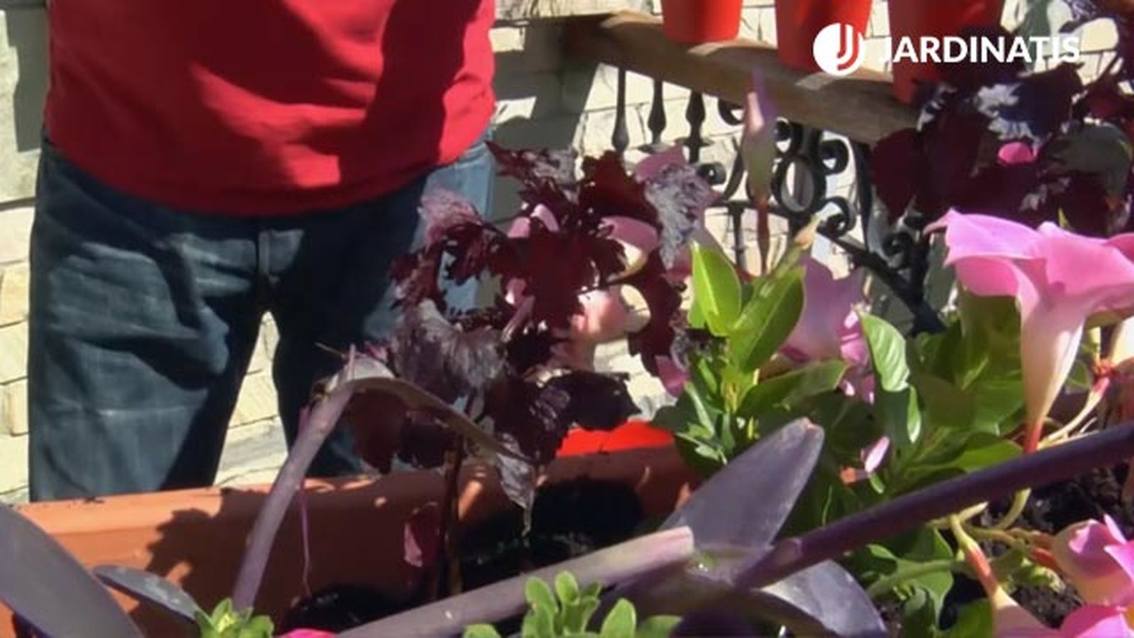 sisho perilla de mankin en jardinera brico 832