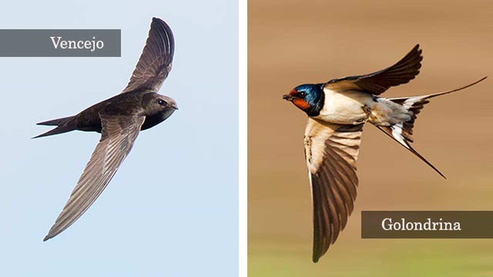 golondrina vencejo diferencias