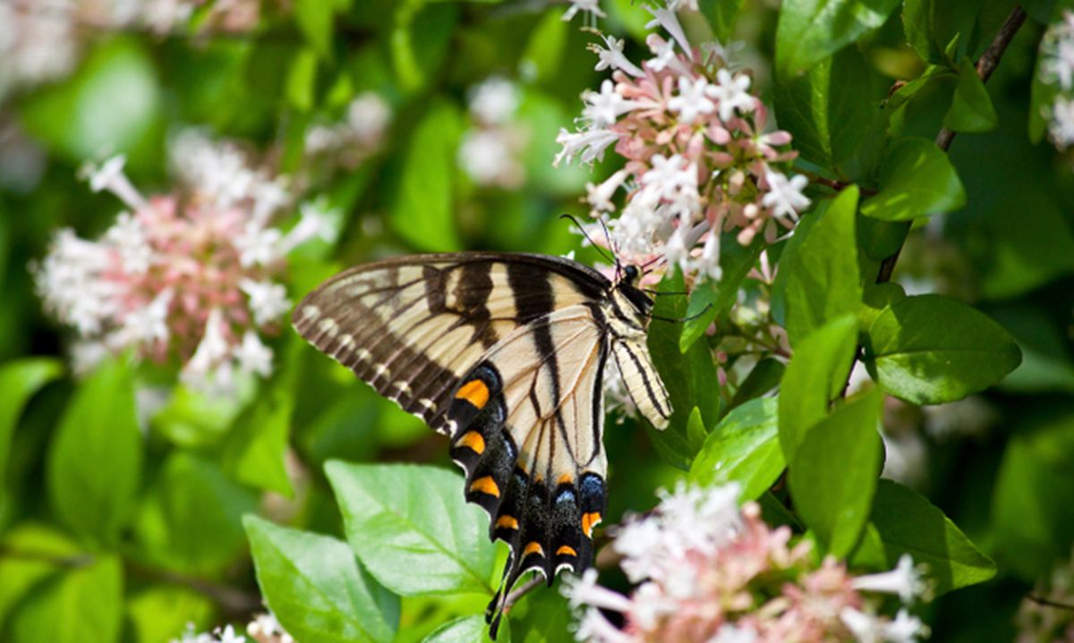 BRICO_309 (144) 3 Plantación de seto de abelias