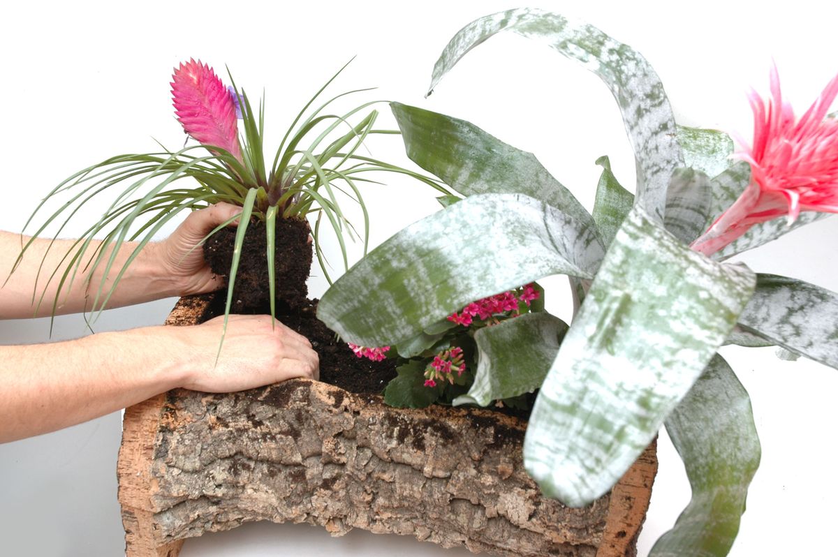 Composición con bromelias paso 3