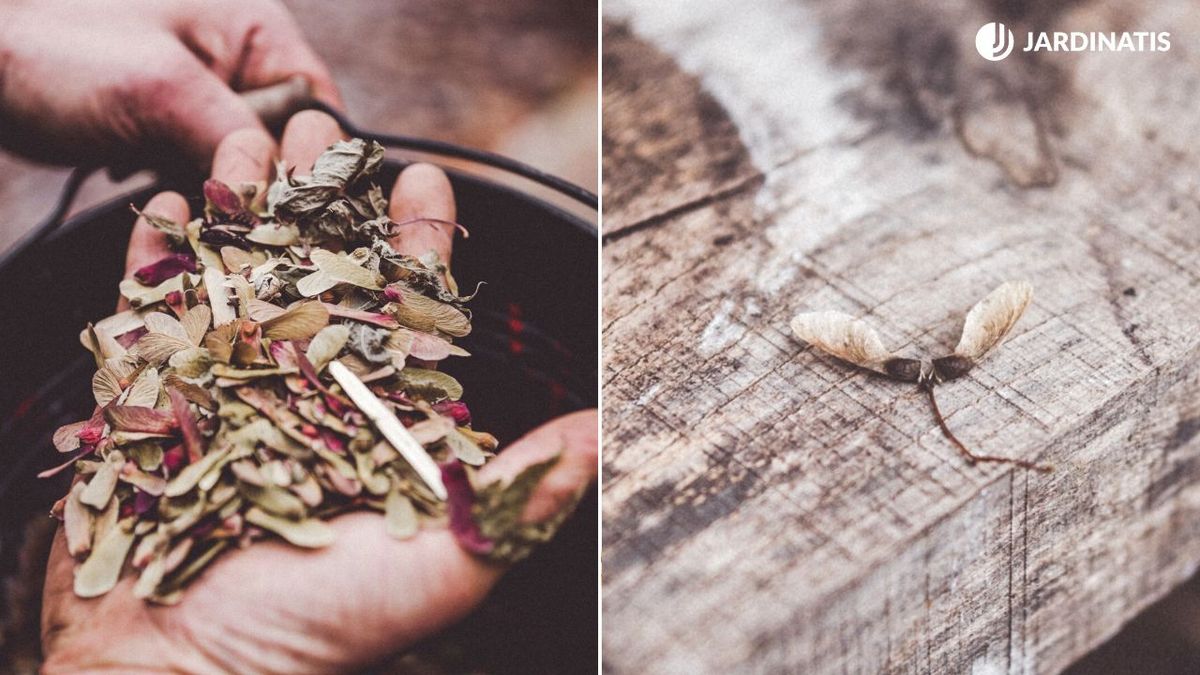 semillas de arce japones brico 1014