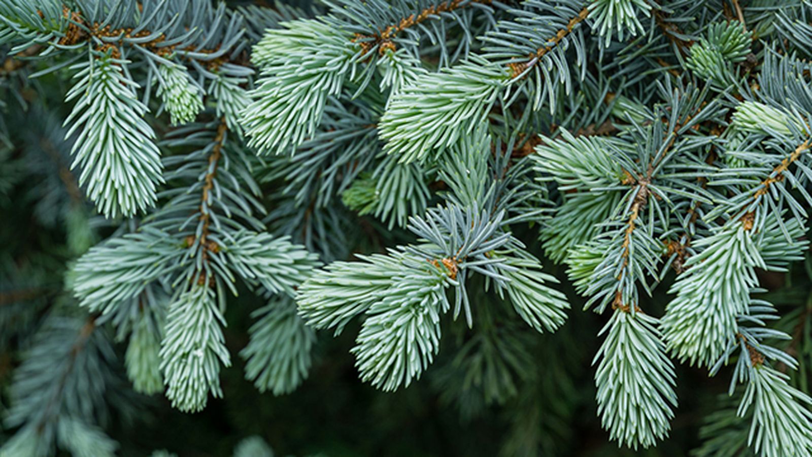 caracteristicas picea  pungens hoopsii