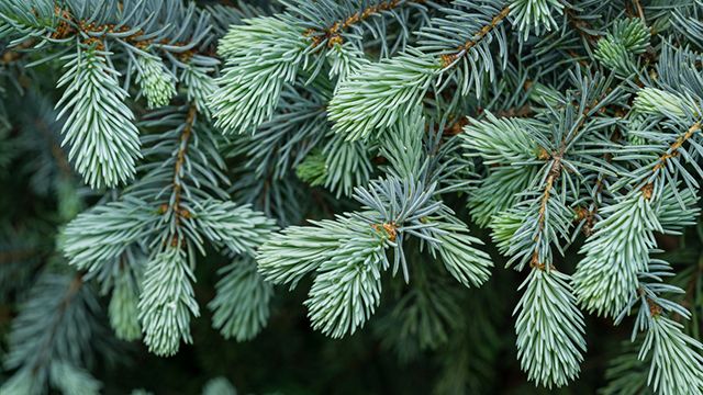 caracteristicas picea  pungens hoopsii